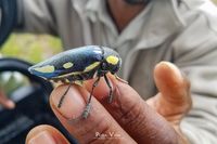 Giant Jewel Beetle (Sternocera orissa)-1