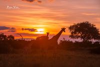 giraffen - sonnenuntergang-9154